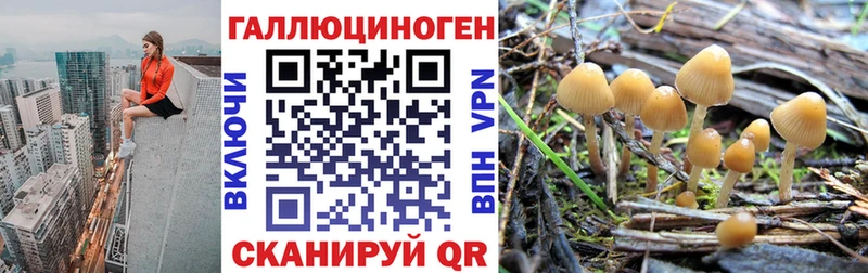 купить закладку  Иноземцево  Псилоцибиновые грибы мицелий 